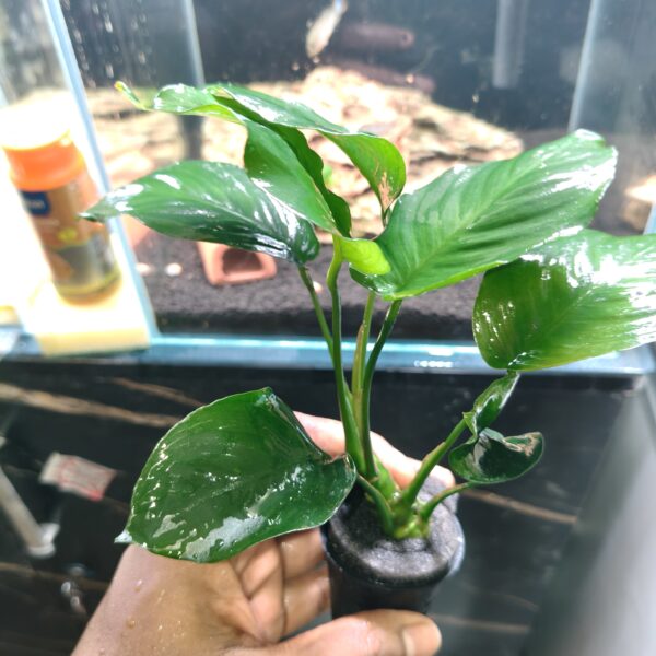 Anubia Barteri Broad Leaf XXL - Image 5