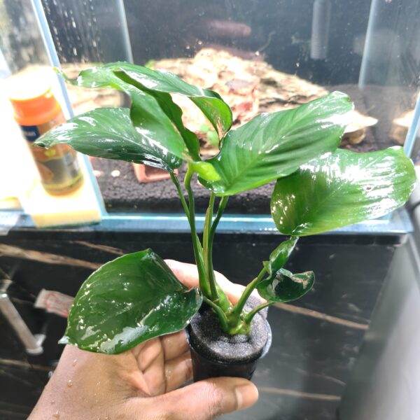 Anubia Barteri Broad Leaf XXL