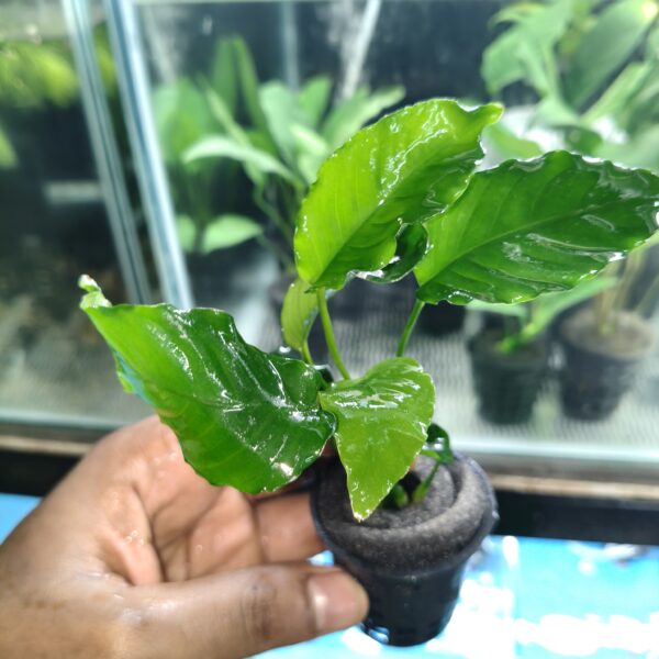 Anubias Barteri Var Nana Wrinkle Leafs