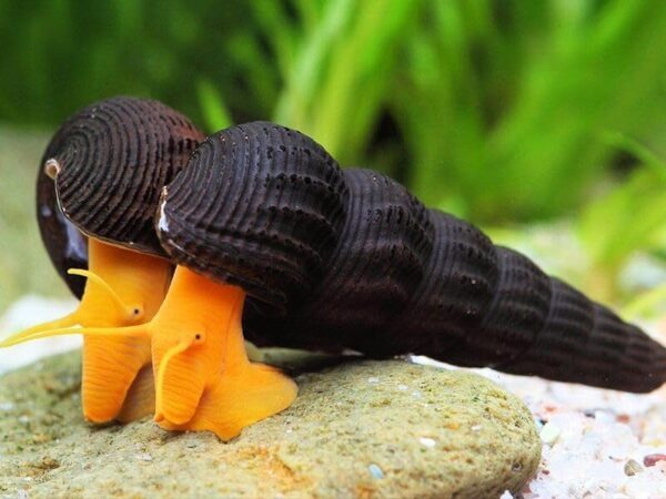 Orange Poso Rabbit Snail - Image 2