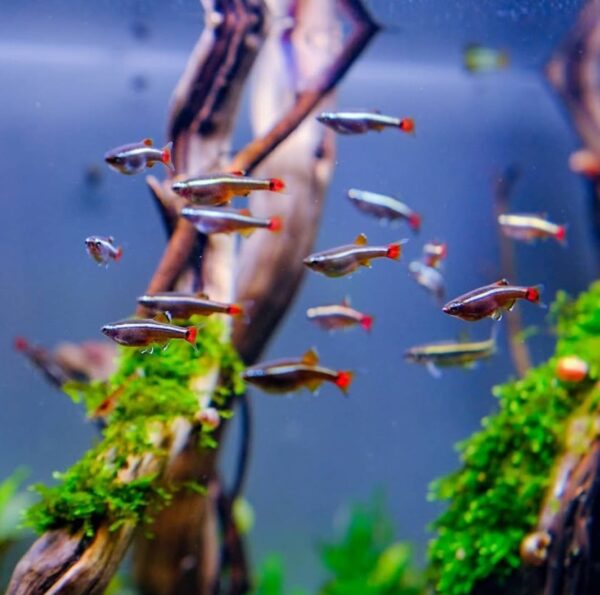 White Cloud Mountain Minnow - Image 2