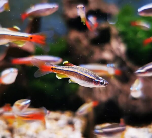 White Cloud Mountain Minnow