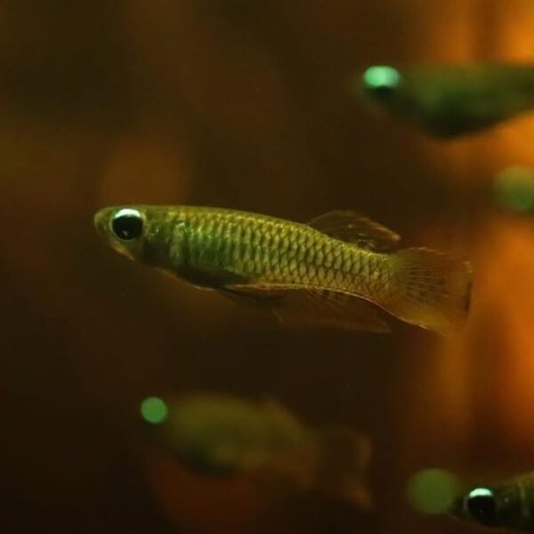 Lamp eye killifish - Image 3