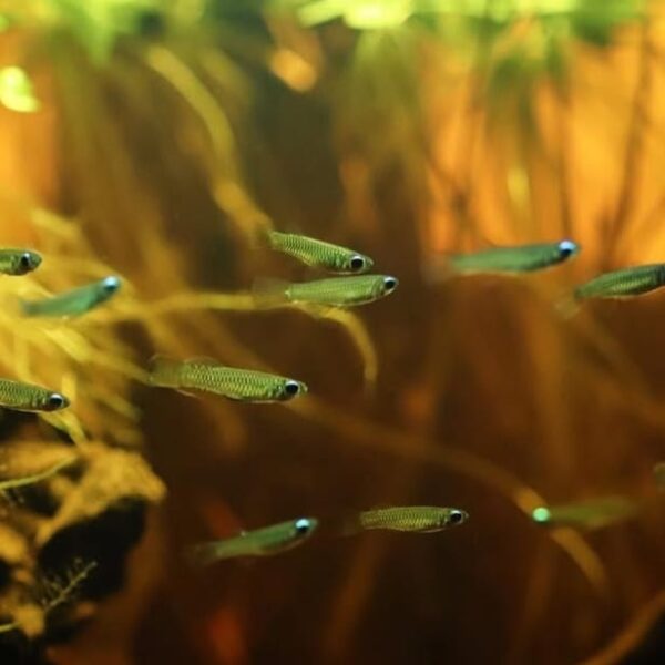Lamp eye killifish - Image 4