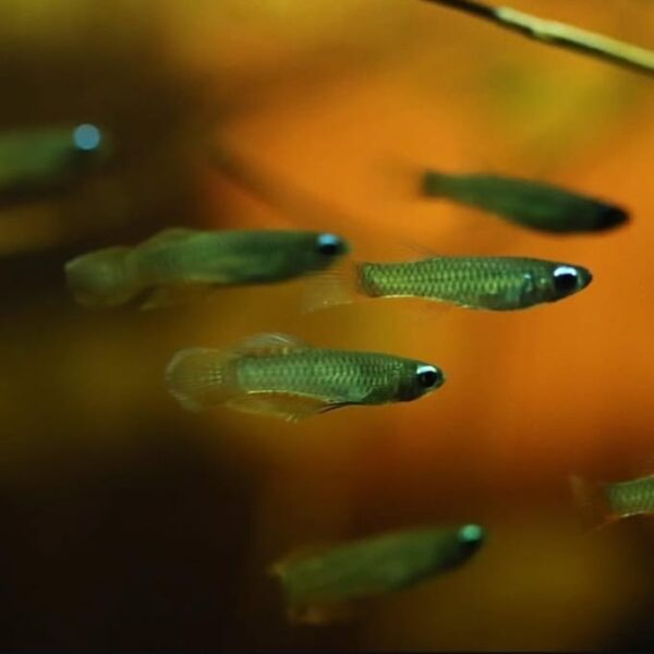Lamp eye killifish