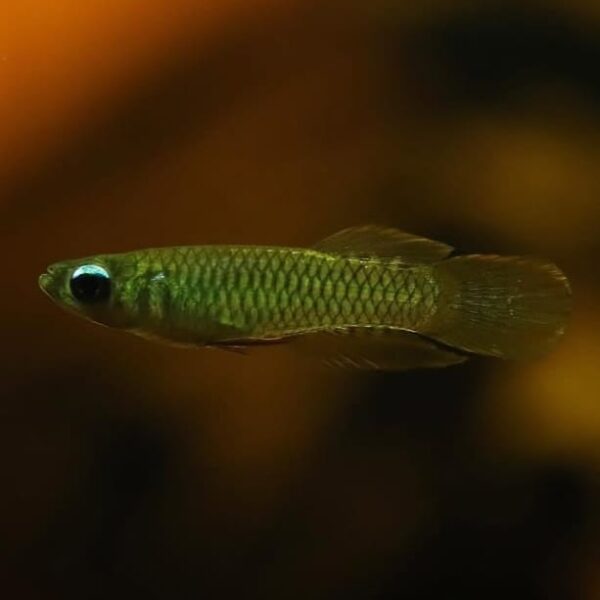 Lamp eye killifish - Image 2