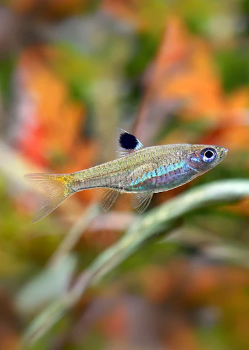 Emerald Green Eye Rasbora