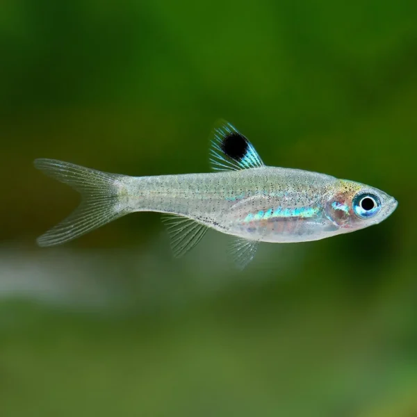 Emerald Green Eye Rasbora - Image 2