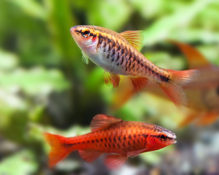 Cherry Barb - Image 2