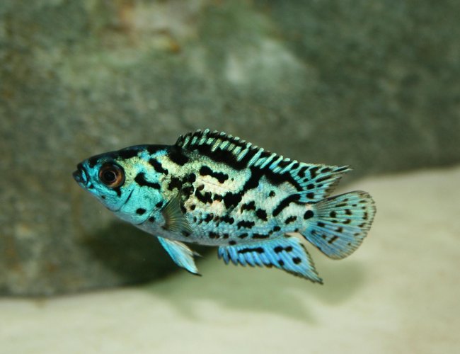 Electric Blue Jack Dempsey 2.5 inch