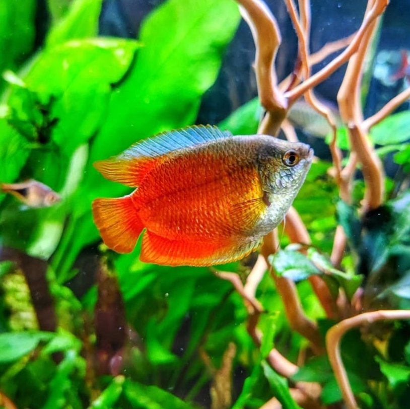 Red Colisa Gourami