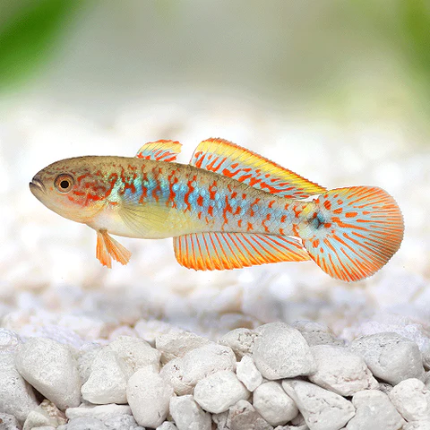 Peacock Gudgeon Goby