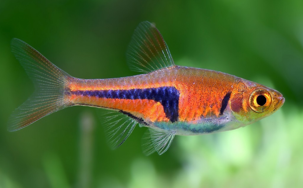 Espei Rasbora - Image 2