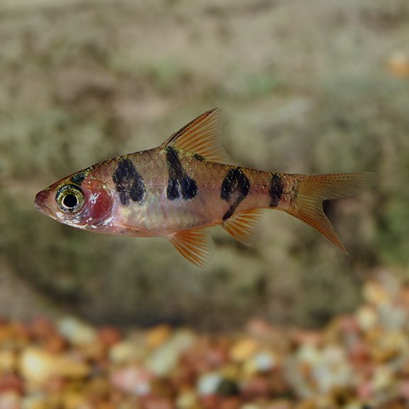 Snake Skin Barb - Image 2