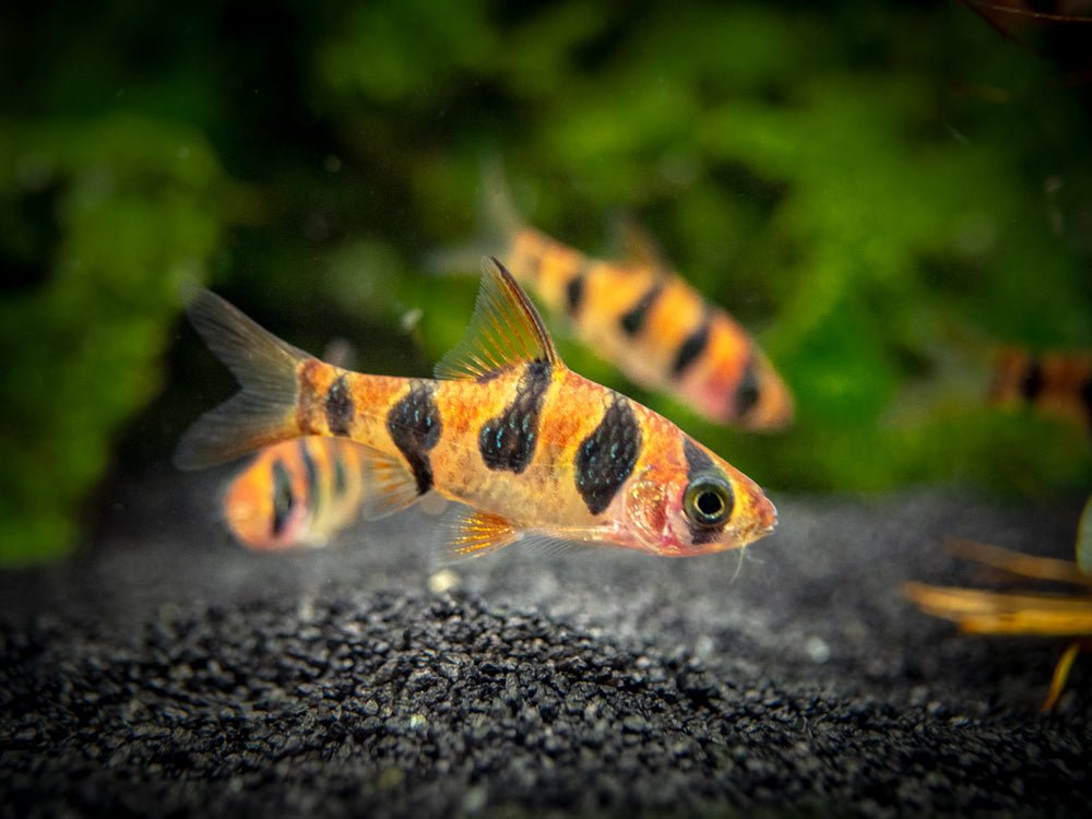 Snake Skin Barb - Image 3