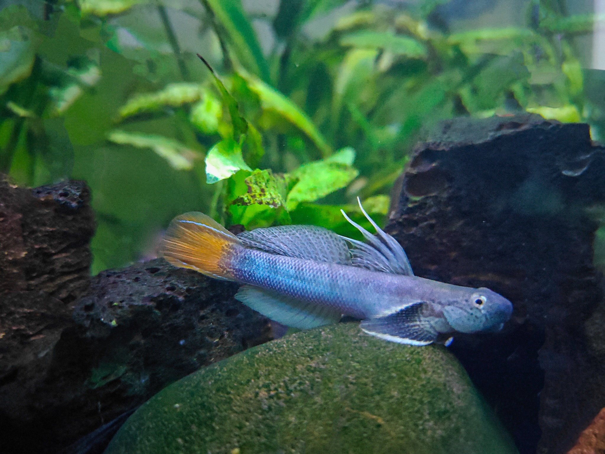 Longifilis Goby - Image 2