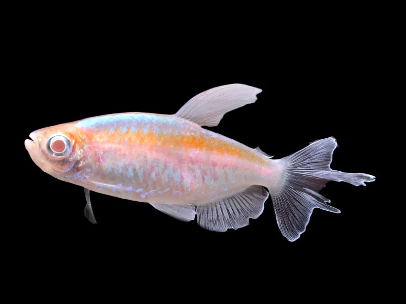Albino Congo Tetra Male - M