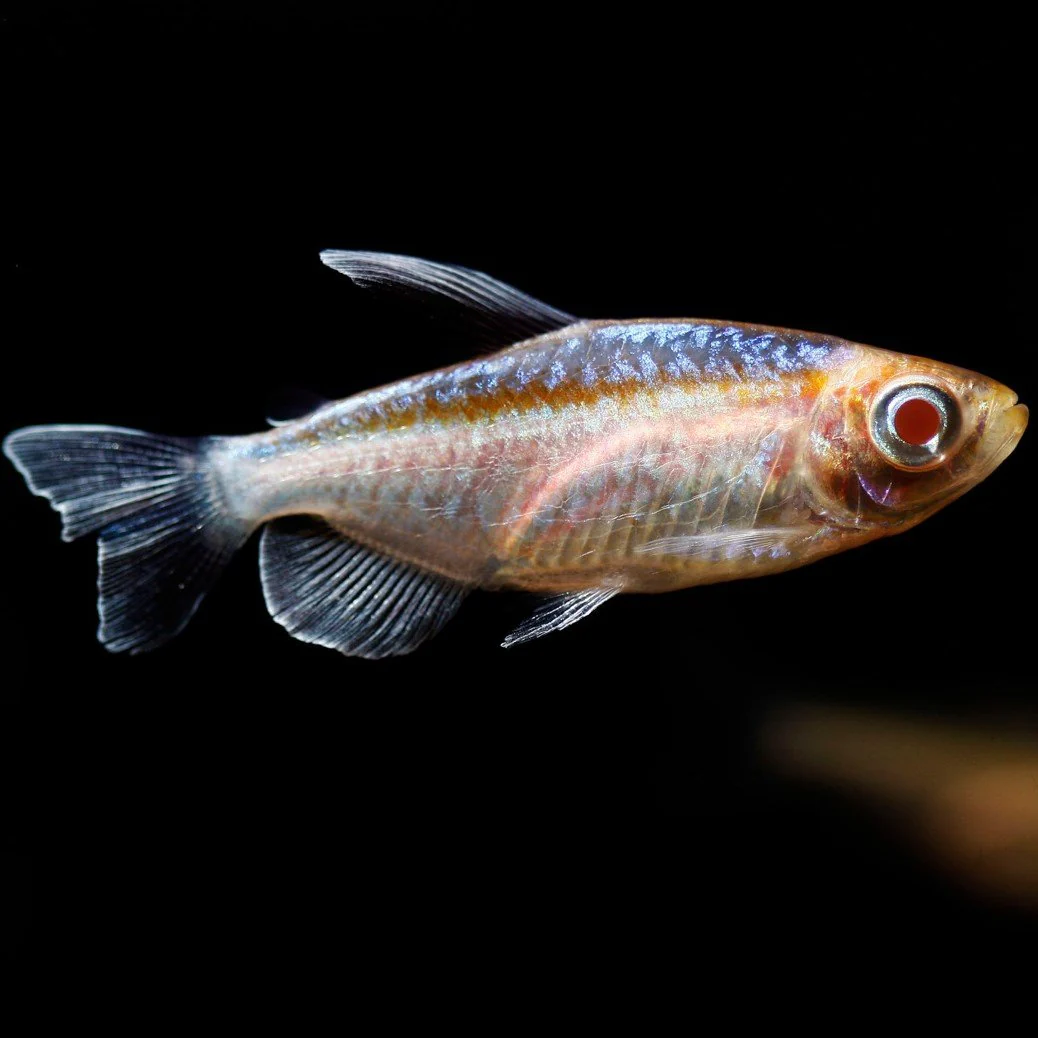 Albino Congo Tetra Male - M - Image 2