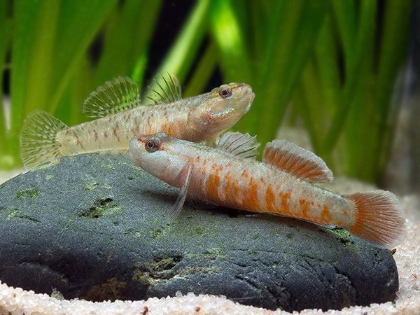 Rhino Goby - Image 3