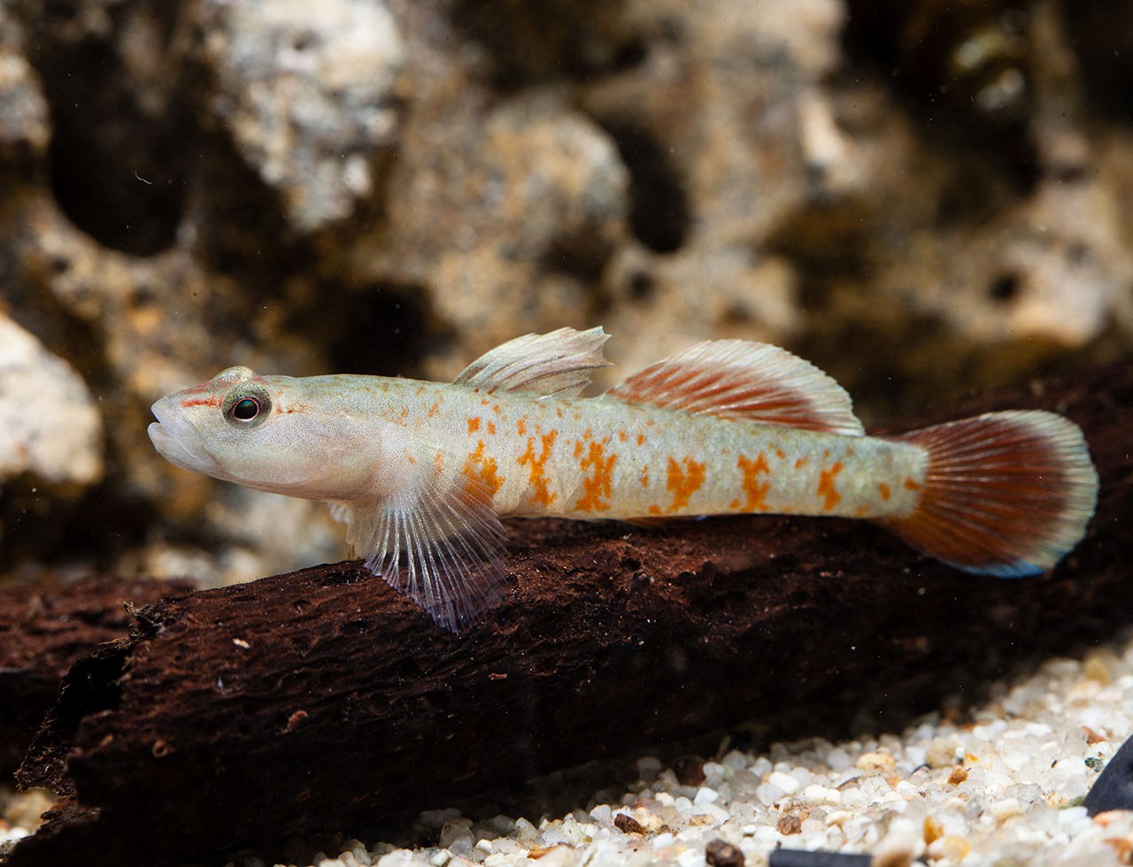 Rhino Goby