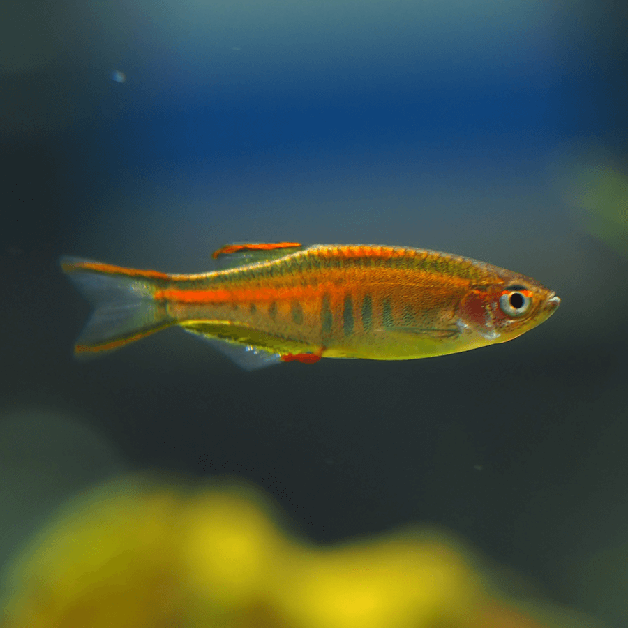 Glow Light Danio