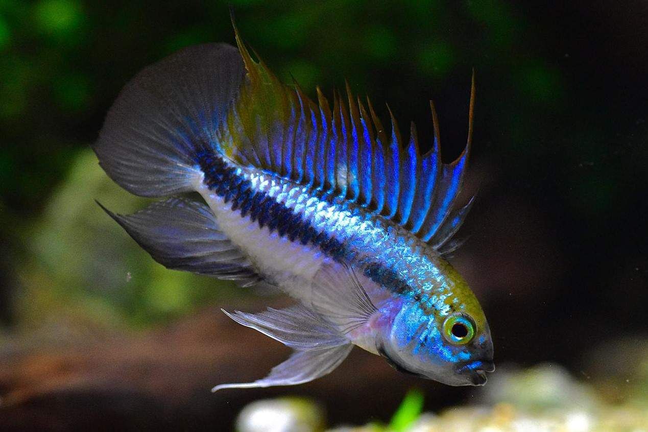 Apistogramma Trifasciata- Pair