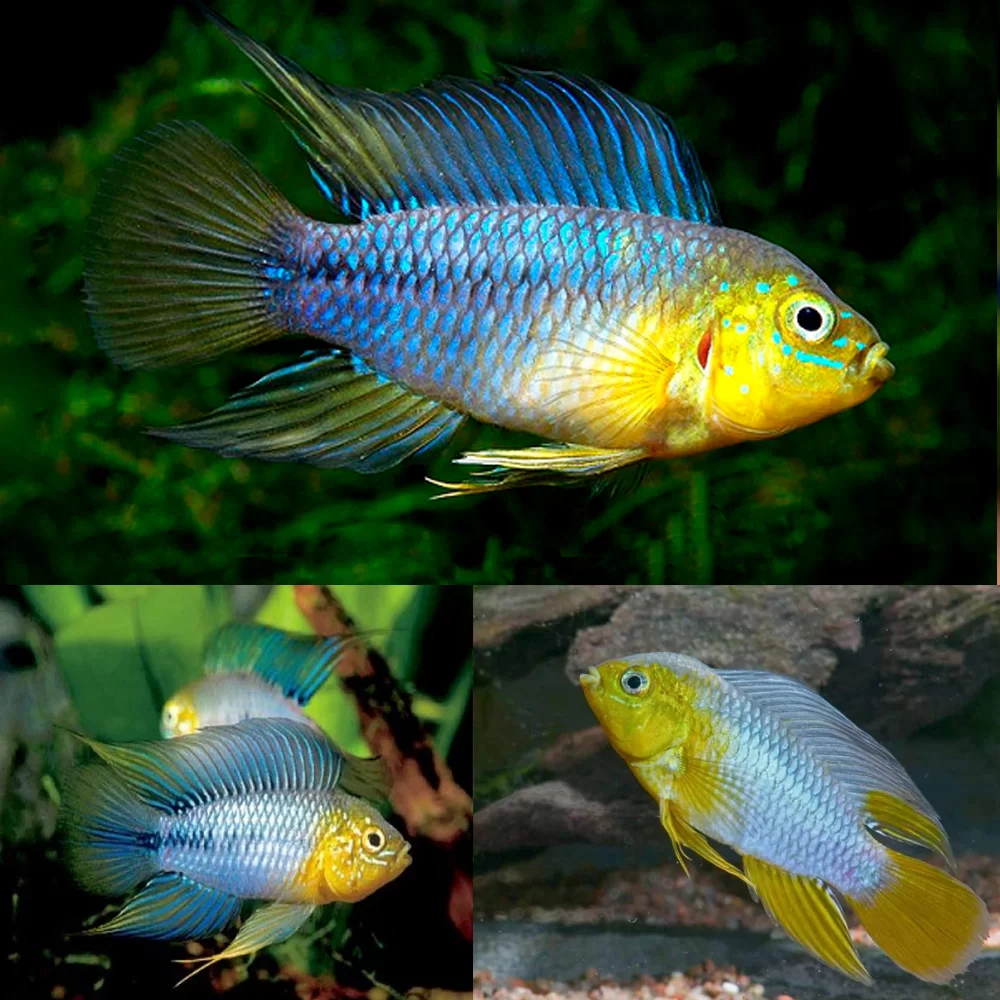 Apistogramma Borellii - Pair