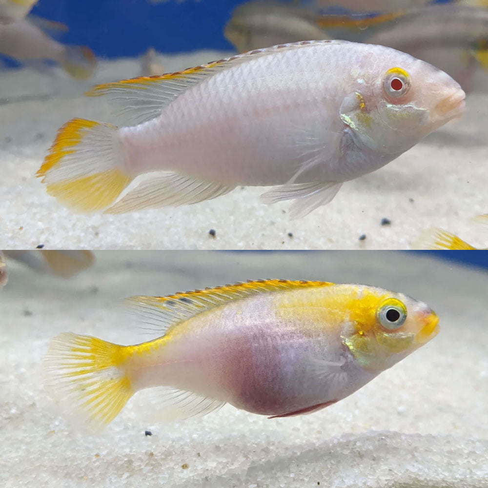 Albino Kribensis