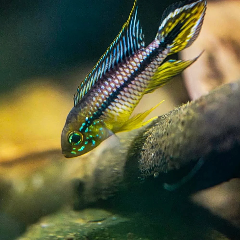 Apistogramma Alenquer- Pair