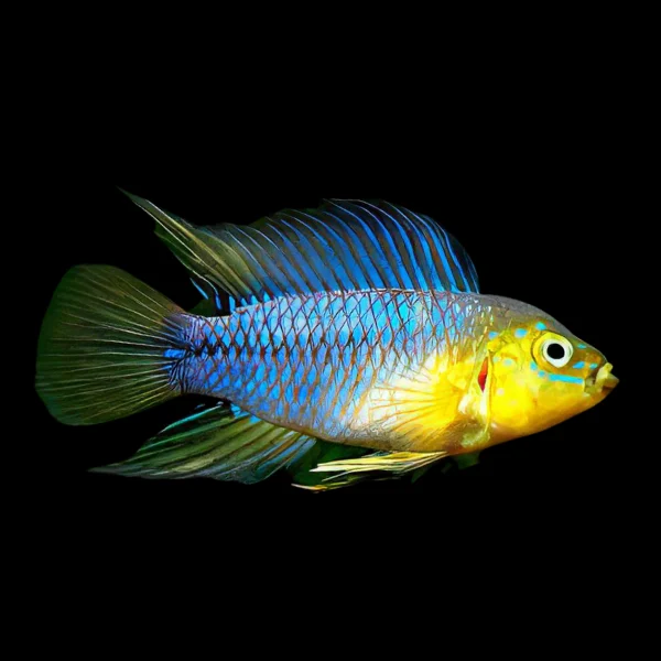 Apistogramma Borellii - Pair - Image 3