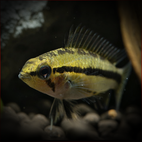 Apistogramma Trifasciata- Pair - Image 3
