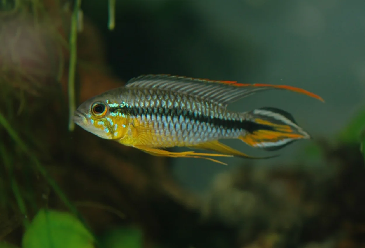 Apistogramma Alenquer- Pair - Image 2