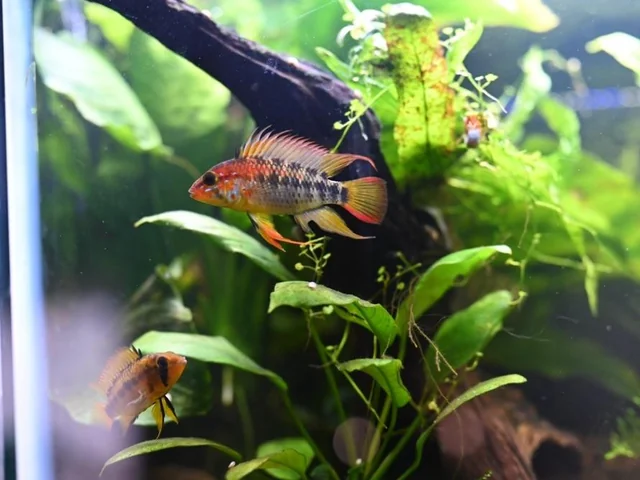 Apistogramma Macmasteri– Pair - Image 2