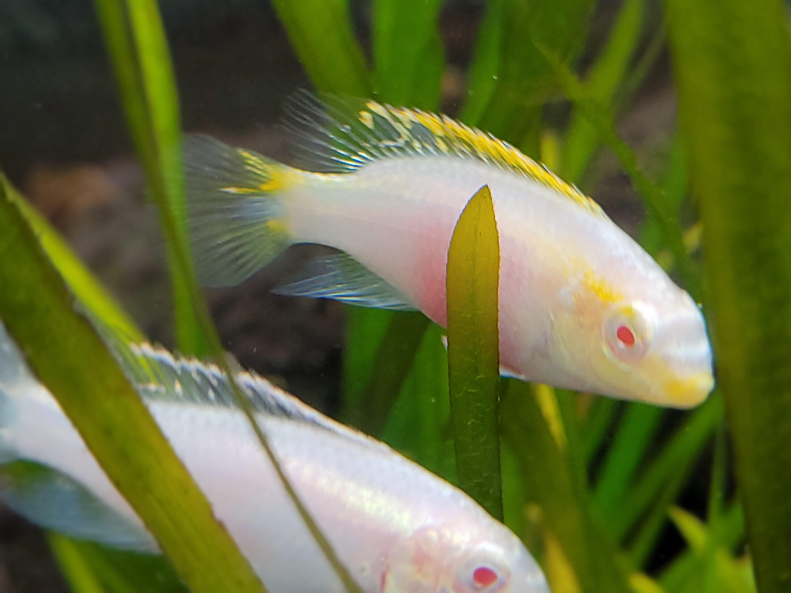 Albino Kribensis - Image 2