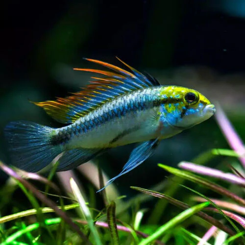 Apistogramma Trifasciata- Pair - Image 2