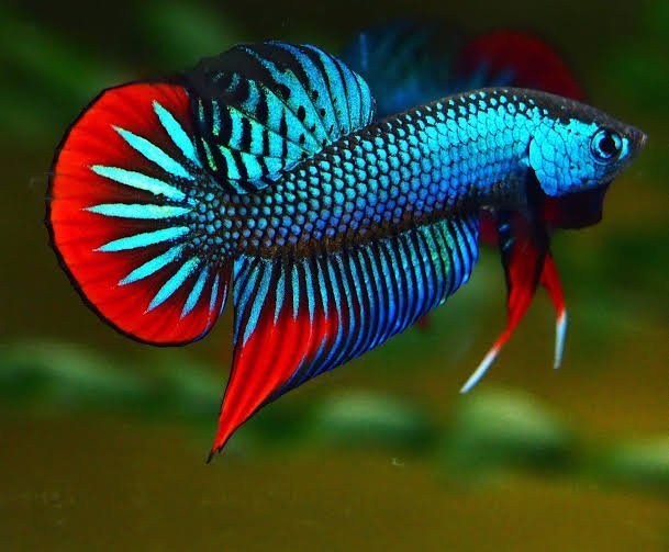 Wild Imbelis Betta Green Pair