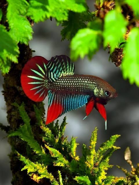 Wild Imbelis Betta Green Pair - Image 2