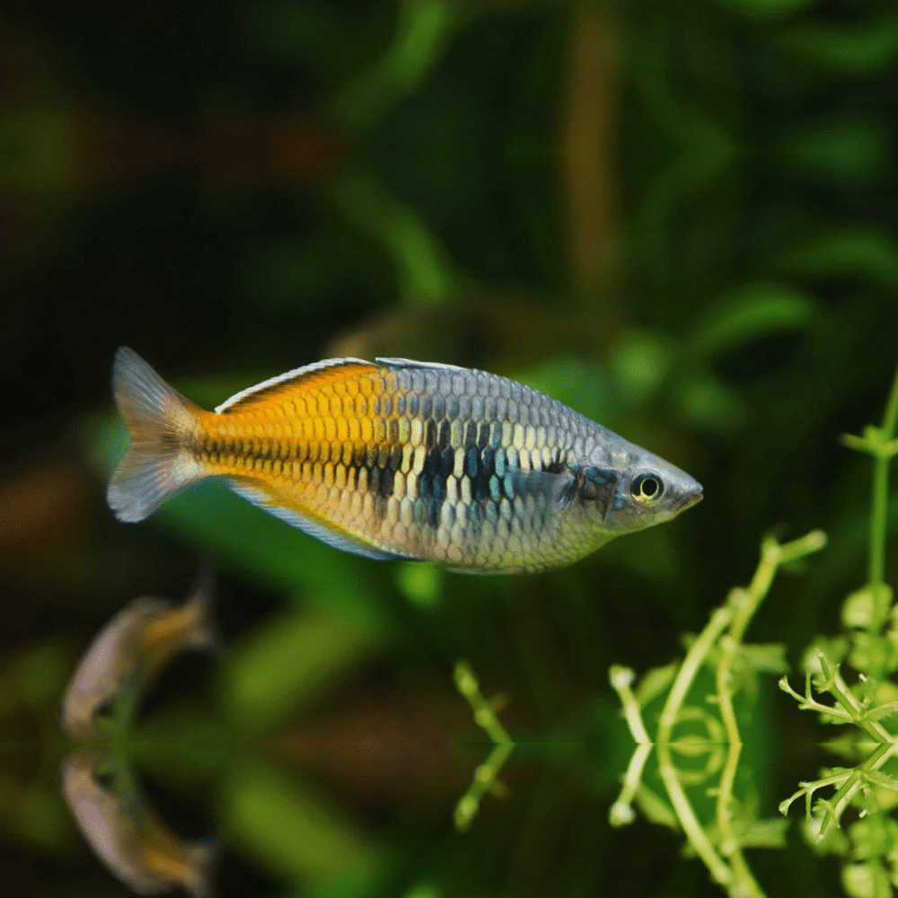 Bosemani Rainbow Pair 2"
