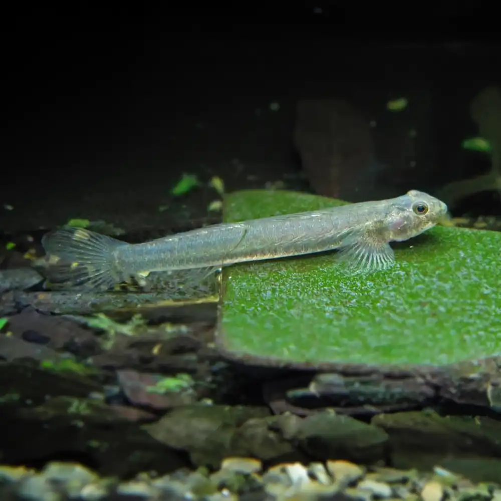 Glass Goby 4-5cm