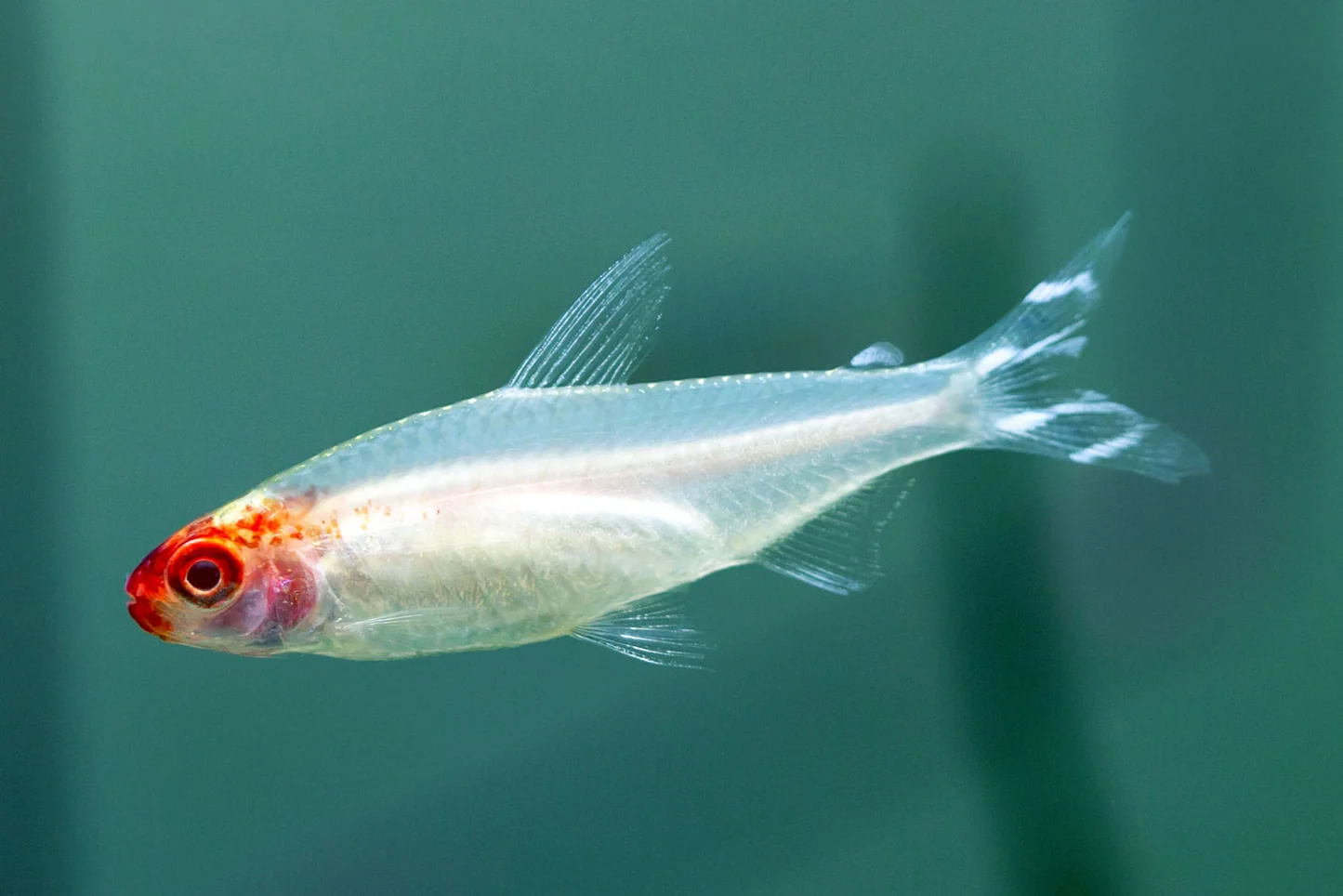 Golden Rummy Nose Tetra 2.5cm - Image 2