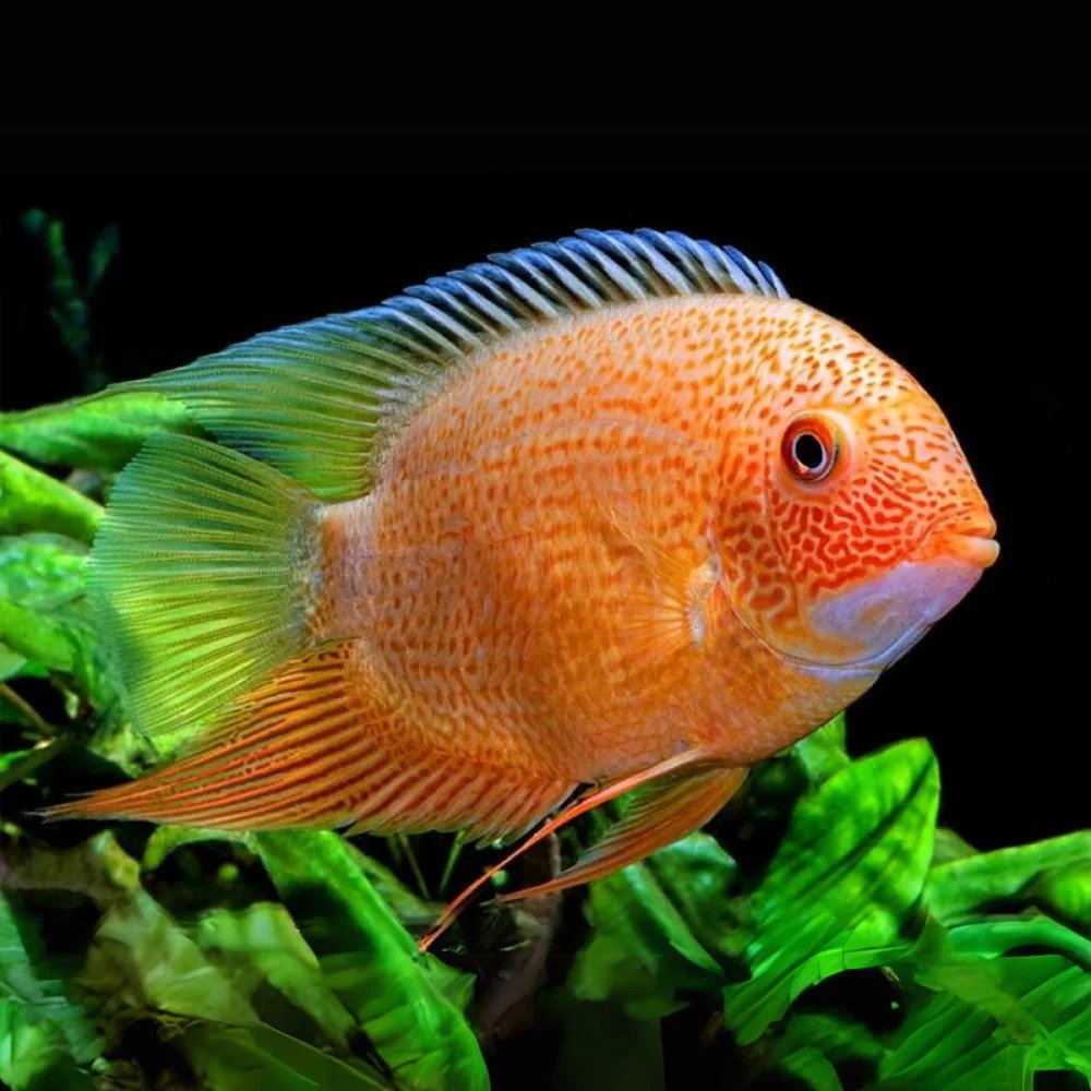 Red Severum Fish - Each