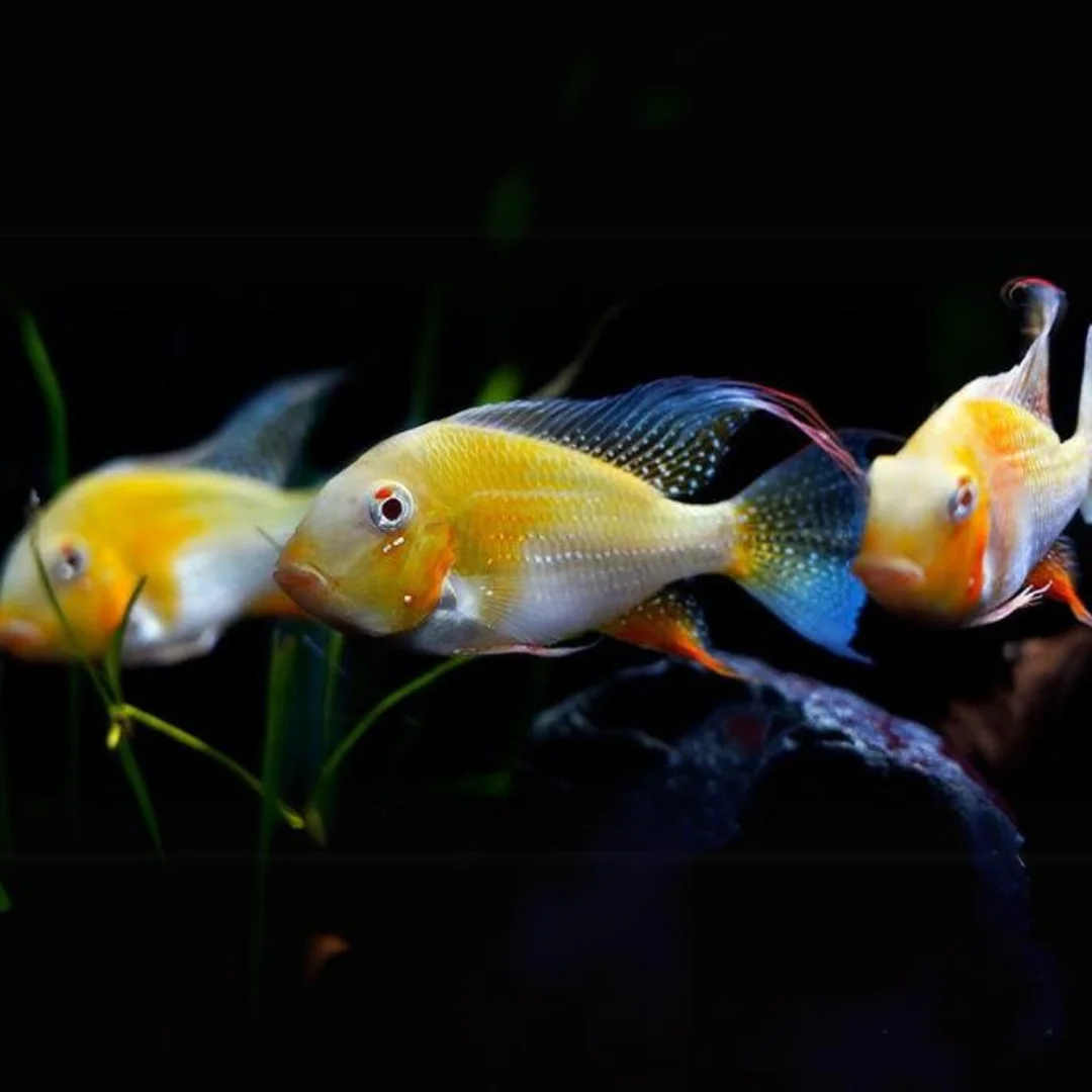 Albino Yellow Heckelii Geophagus 2.5" - Each - Image 2