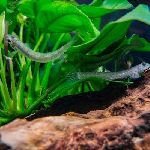 Glass Goby 4-5cm - Image 2