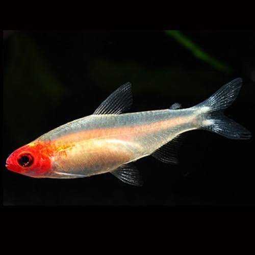 Golden Rummy Nose Tetra 2.5cm