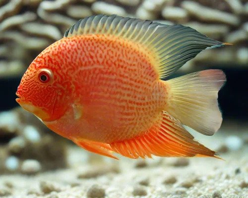 Red Severum Fish - Each - Image 2