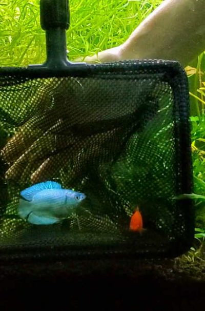 featured_image_-_powder_blue_dwarf_gourami_in_Aquarium_Co-Op_fish_net